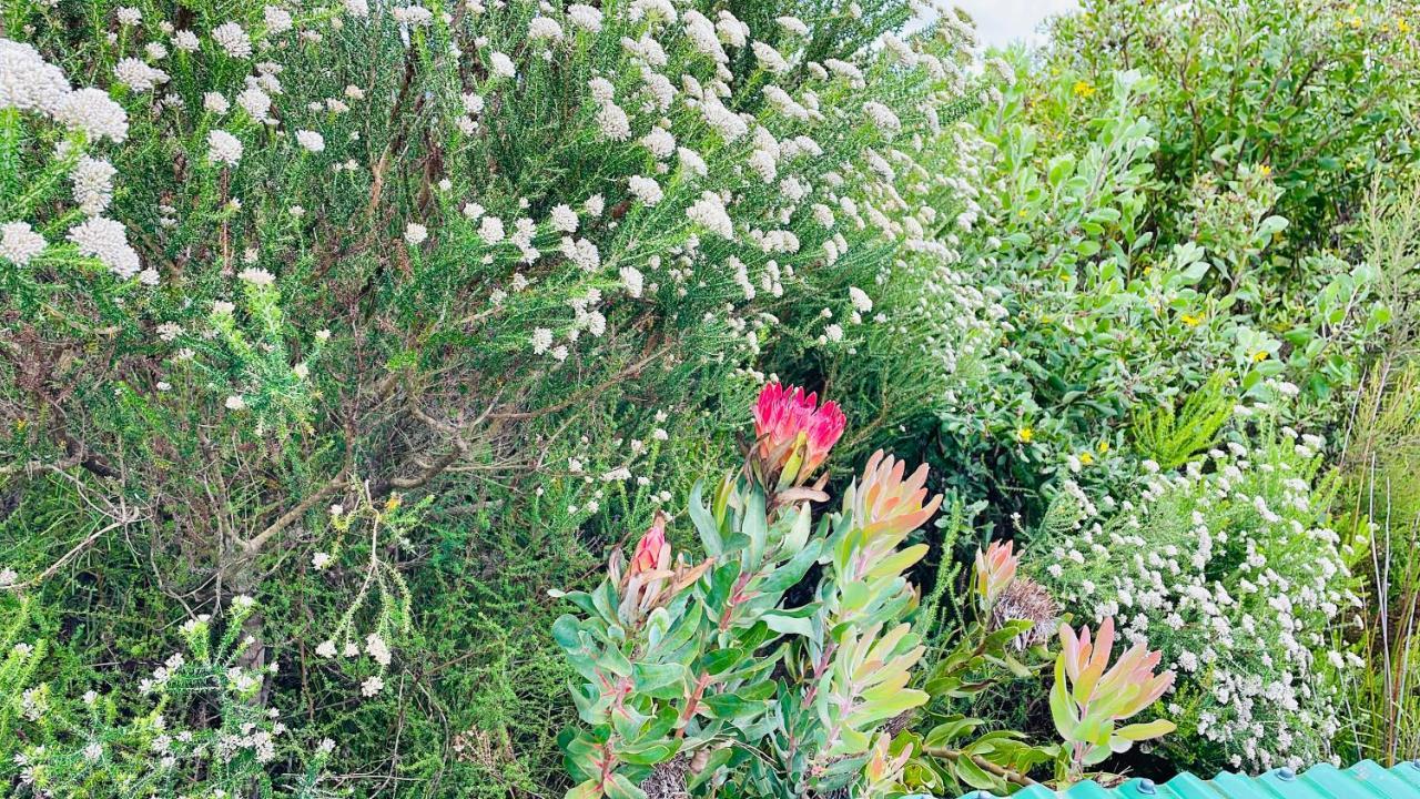 Moonriver Cottage, Prime Lagoon Views & Solar Power Knysna Exterior foto